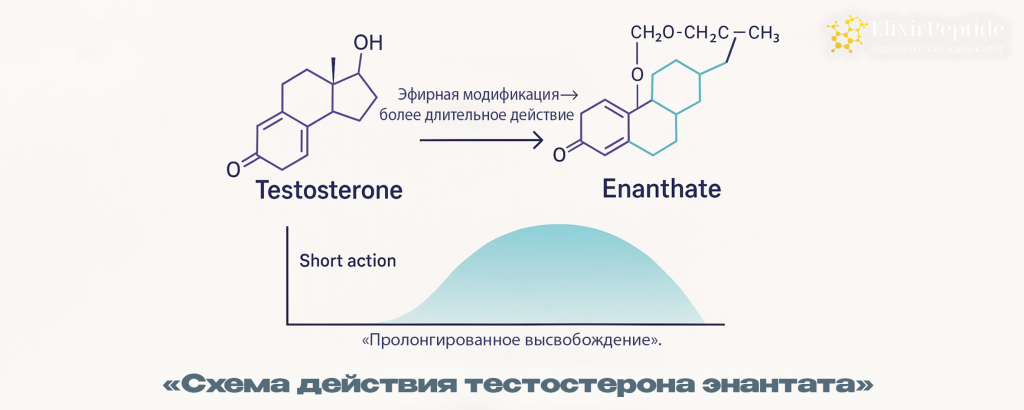 Схема действия тестостерона энантата.png