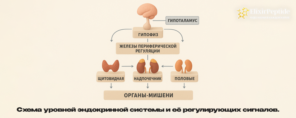 Схема уровней эндокринной системы и её регулирующих сигналов. .png